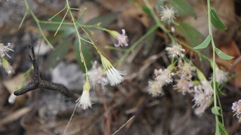 Acourtia fruticosa