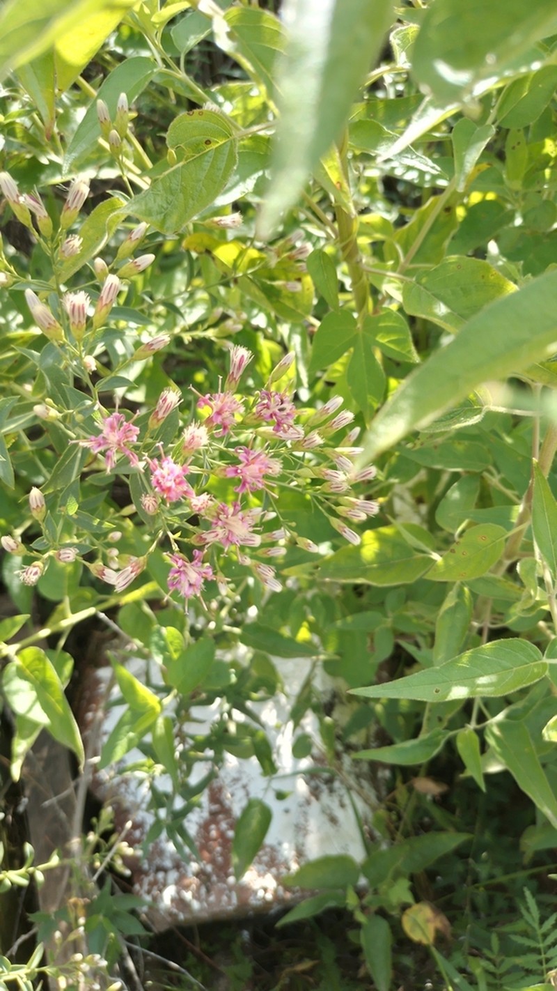 Acourtia fruticosa photo 2