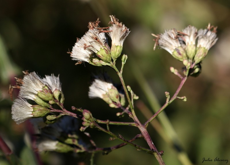 Acourtia fruticosa photo 3