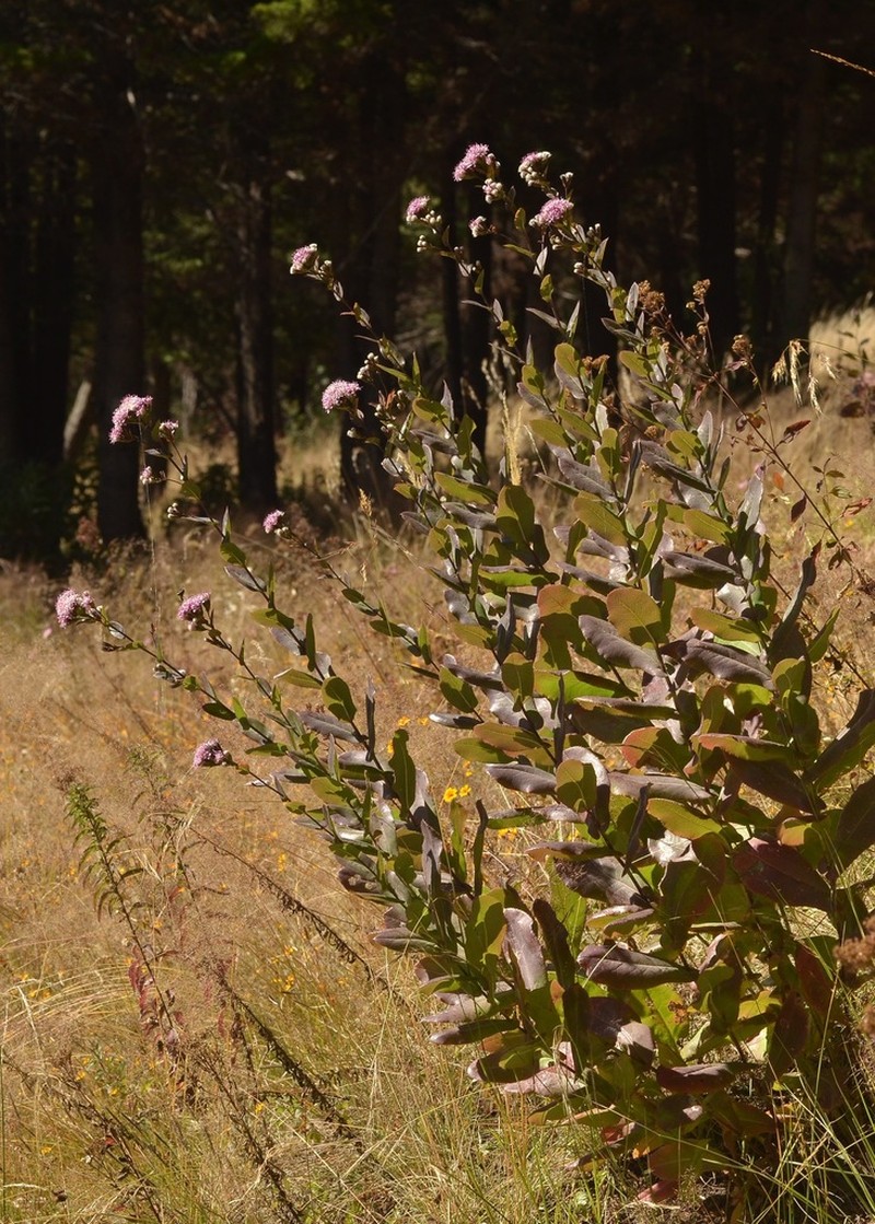 Acourtia fruticosa photo 4