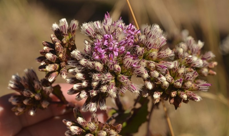 Acourtia fruticosa photo 5