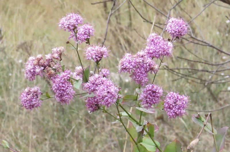 Acourtia fruticosa photo 6