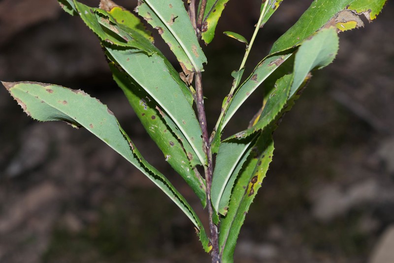 Acourtia fruticosa photo 7