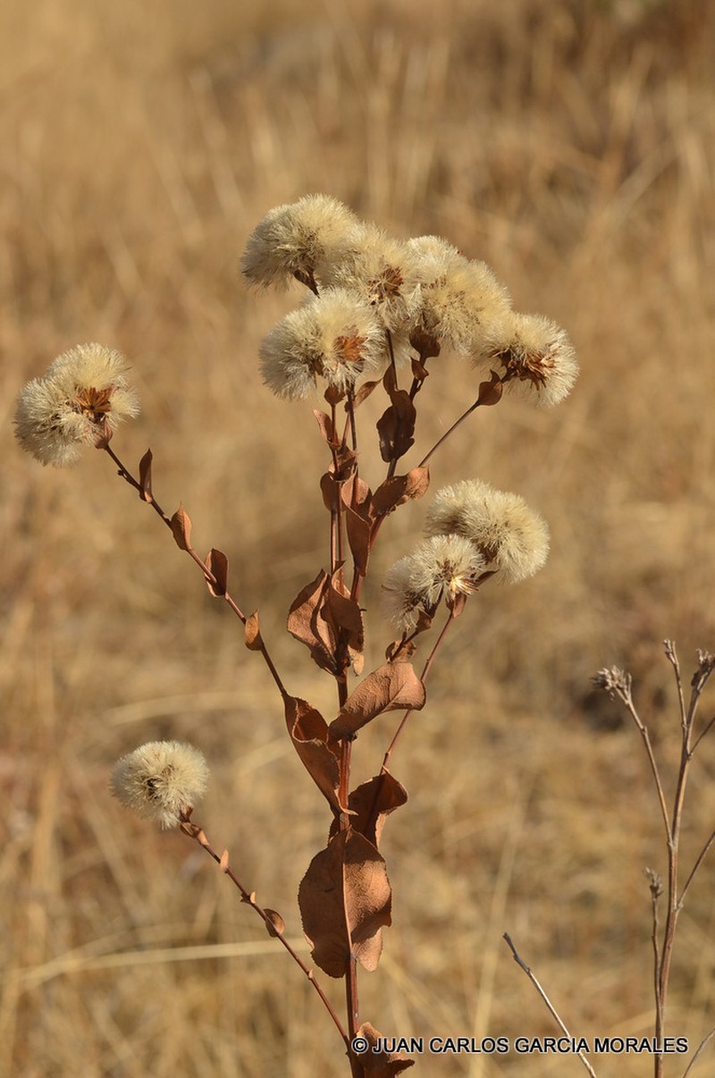 Acourtia fruticosa photo 8