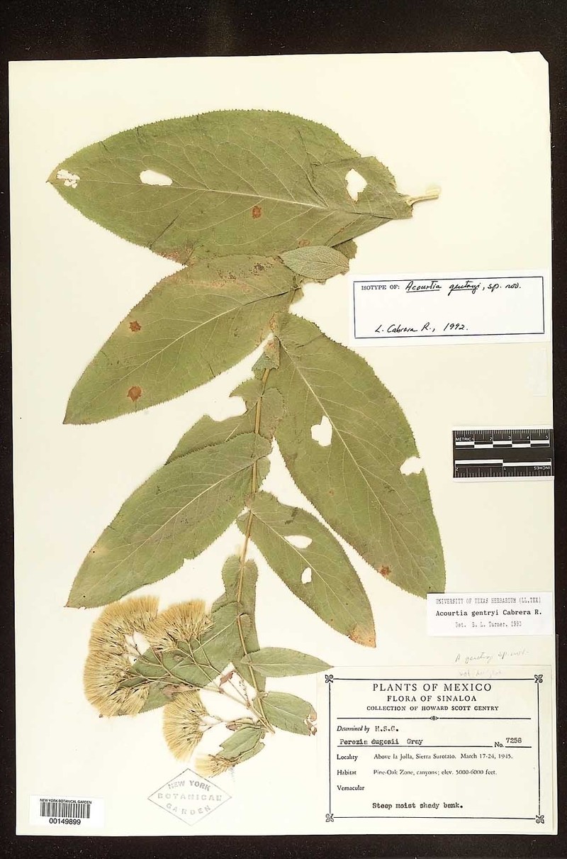 Acourtia gentryi