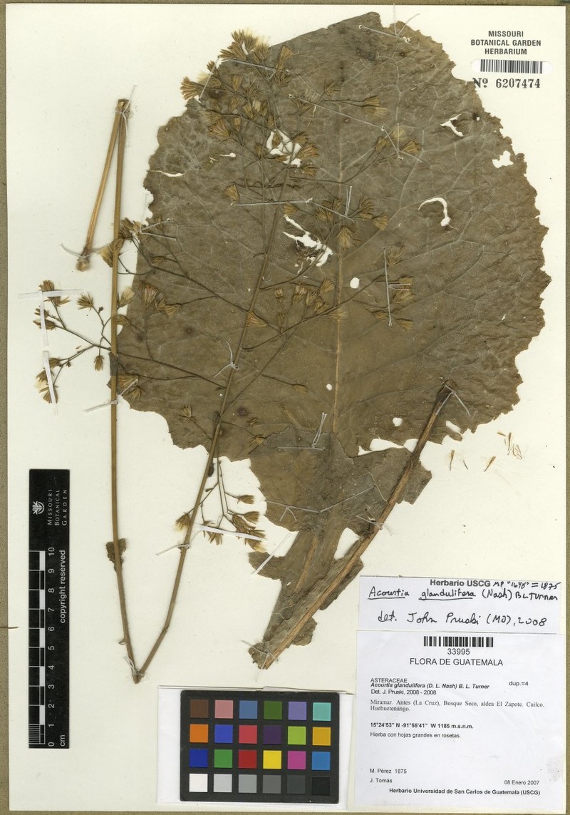 Acourtia glandulifera