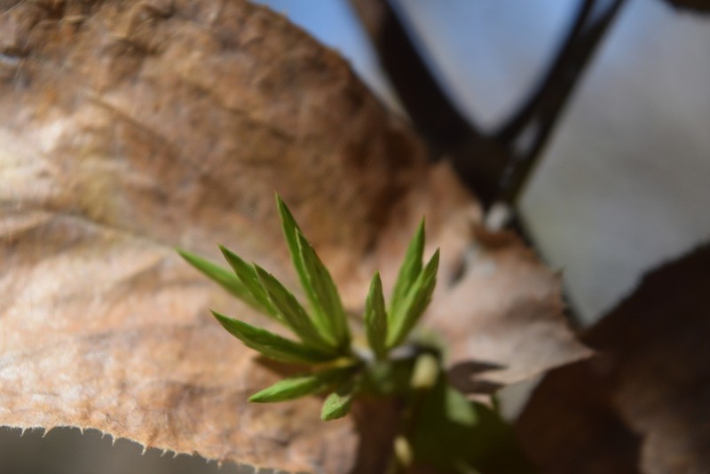 Acourtia glomeriflora