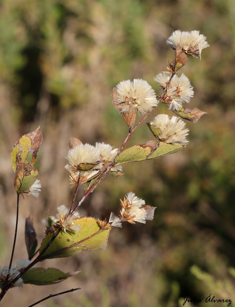 Acourtia glomeriflora photo 2