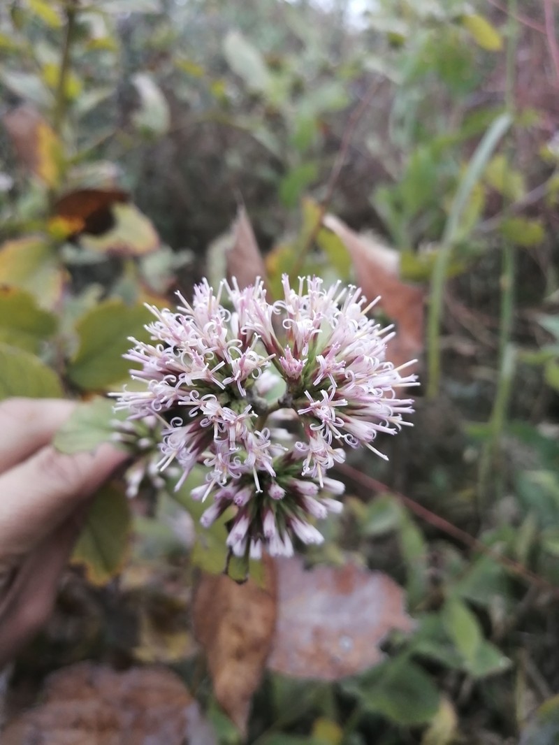 Acourtia glomeriflora photo 3