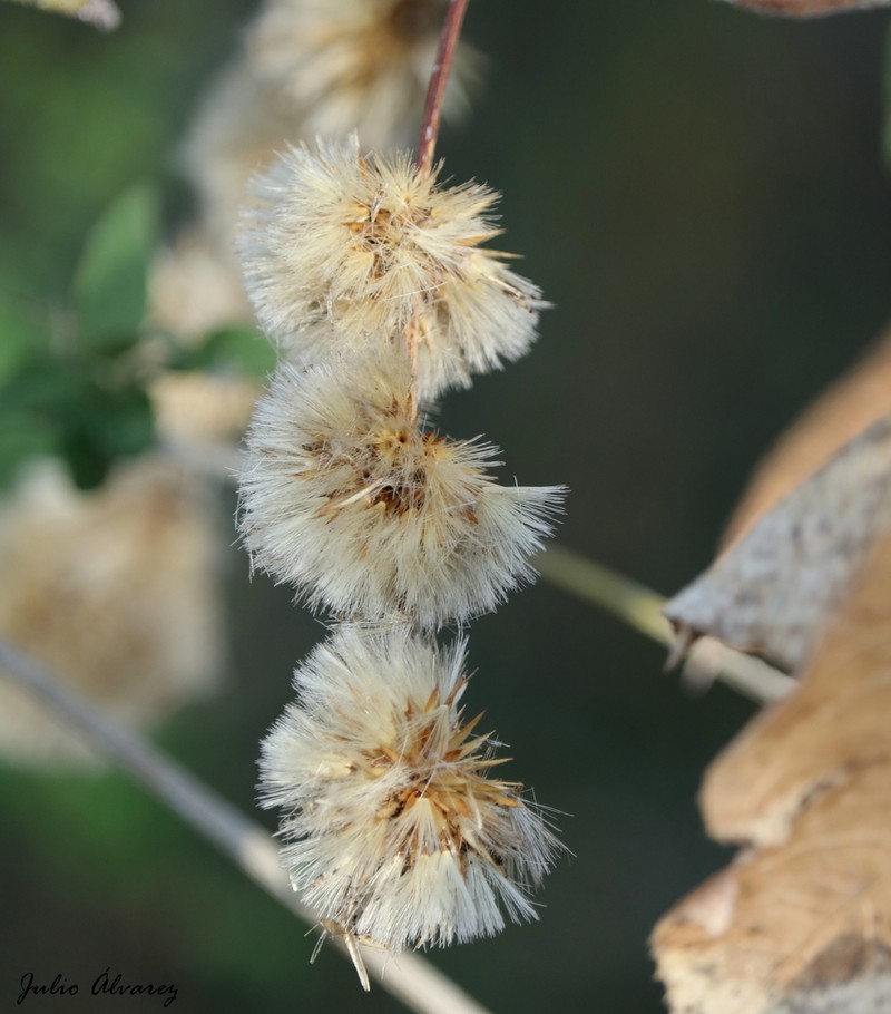 Acourtia glomeriflora photo 4
