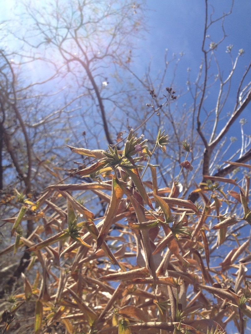 Acourtia glomeriflora photo 5
