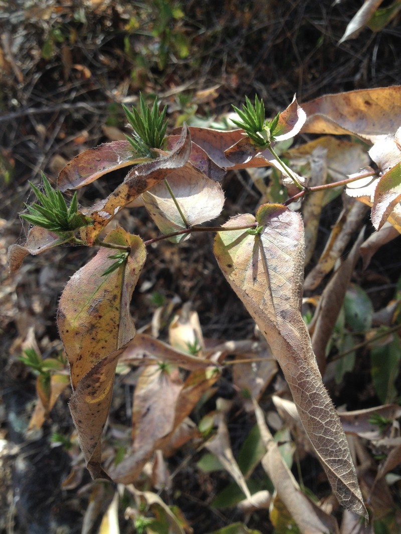 Acourtia glomeriflora photo 6