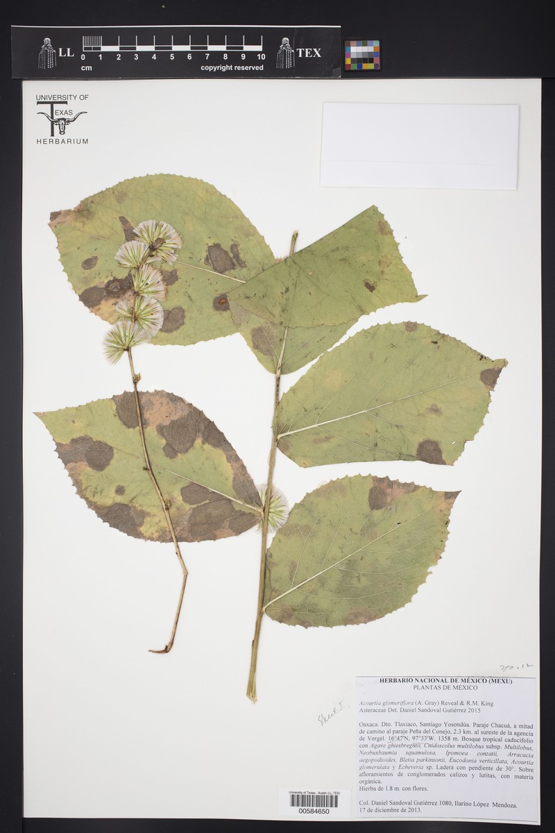 Acourtia glomeriflora photo 7
