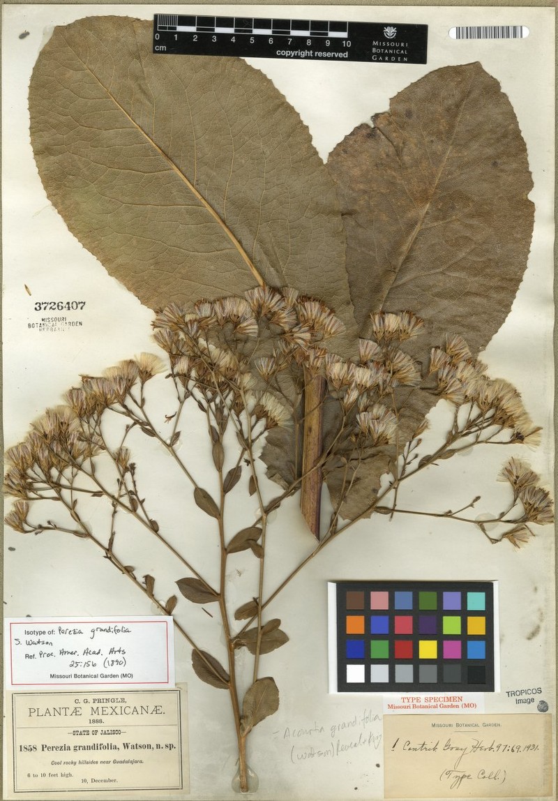 Acourtia grandifolia