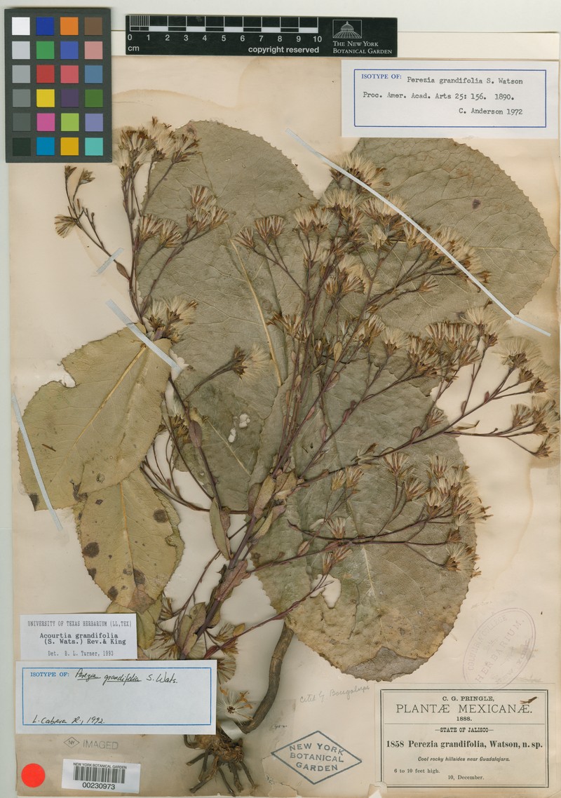 Acourtia grandifolia photo 2