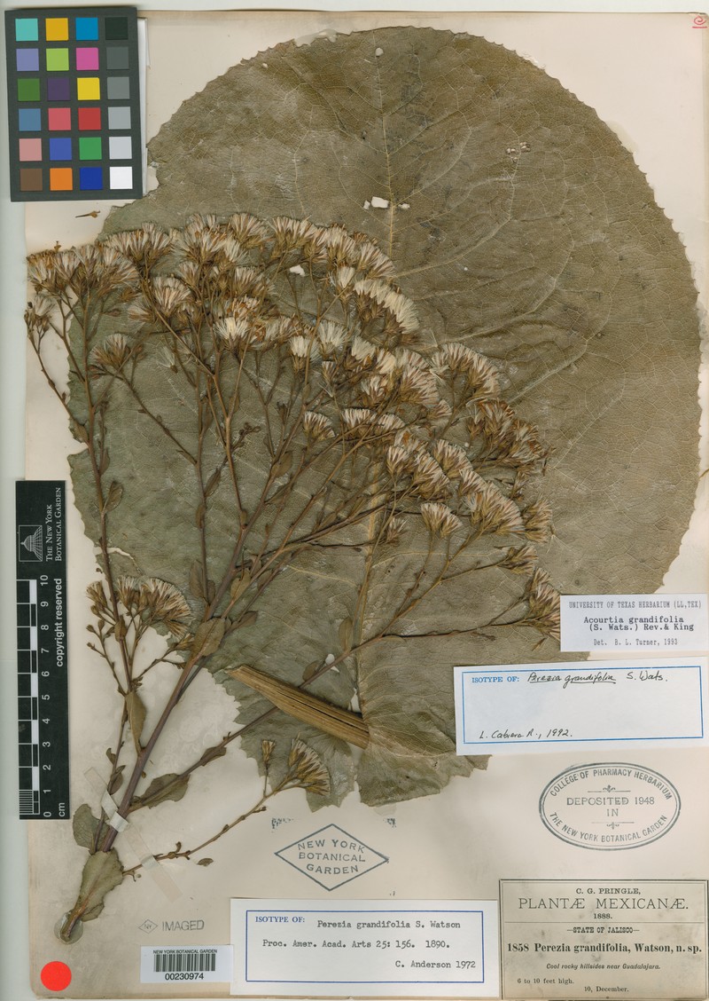 Acourtia grandifolia photo 3