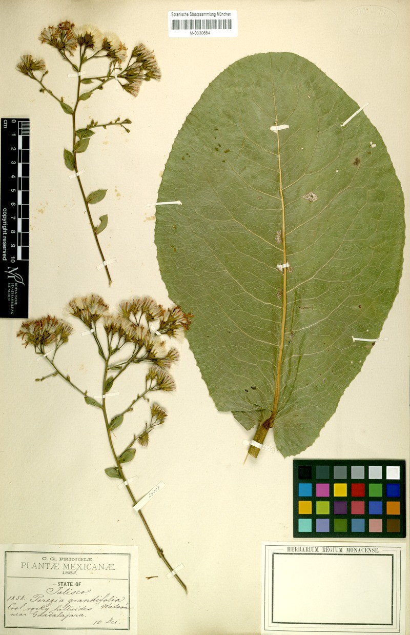Acourtia grandifolia photo 4