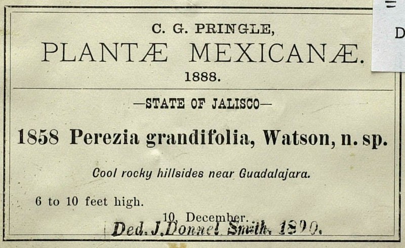Acourtia grandifolia photo 5
