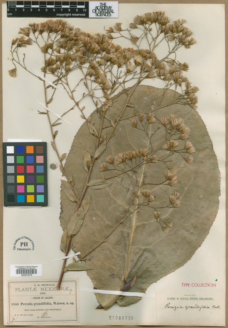 Acourtia grandifolia photo 6
