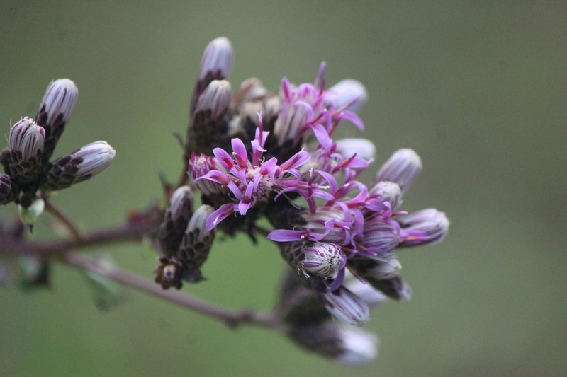 Acourtia hidalgoana