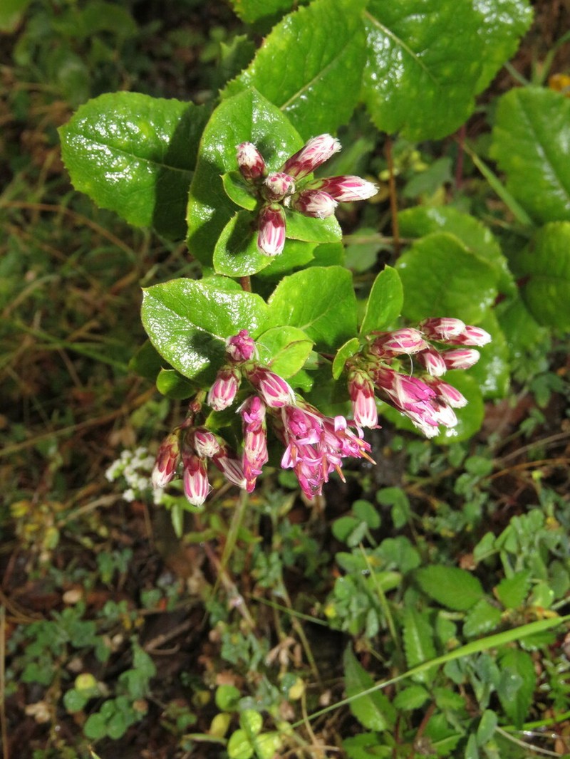 Acourtia hidalgoana photo 2