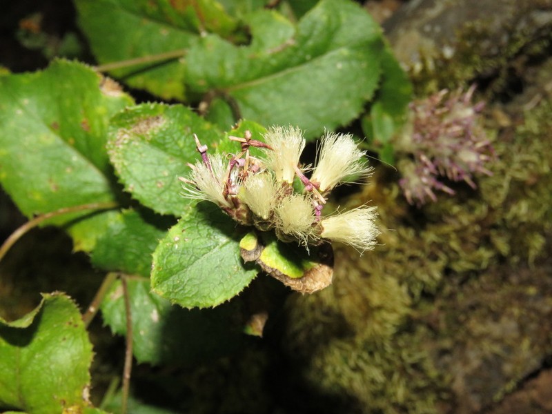 Acourtia hidalgoana photo 3