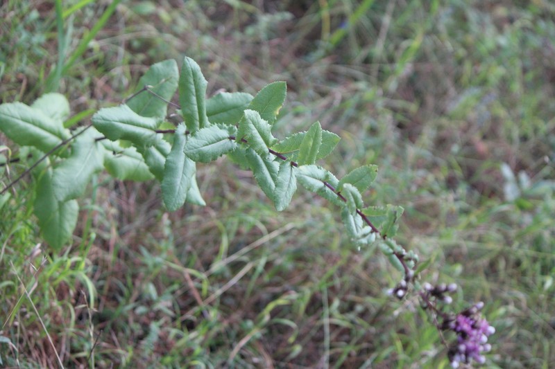 Acourtia hidalgoana photo 4