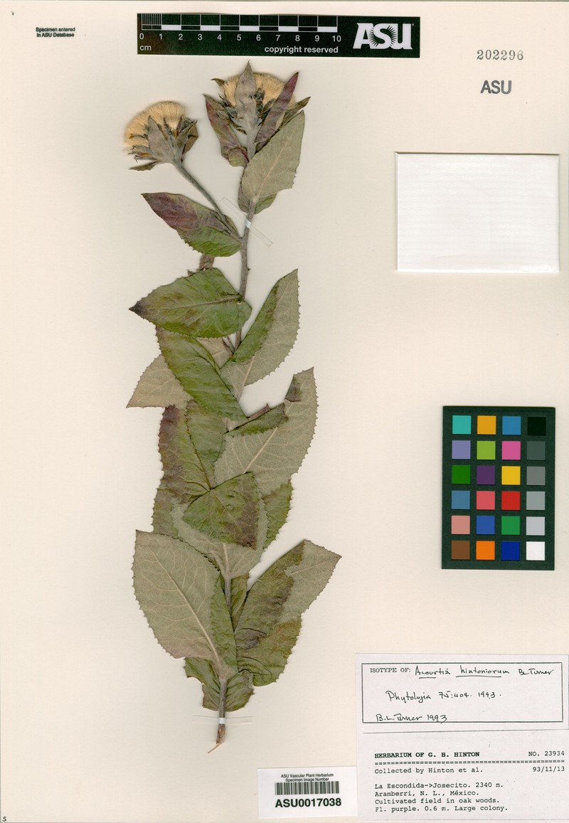 Acourtia hintoniorum