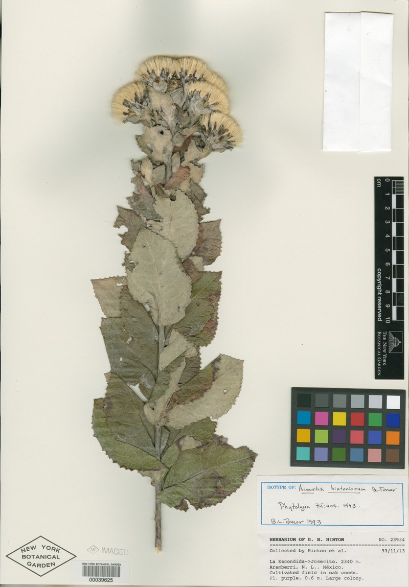 Acourtia hintoniorum photo 2