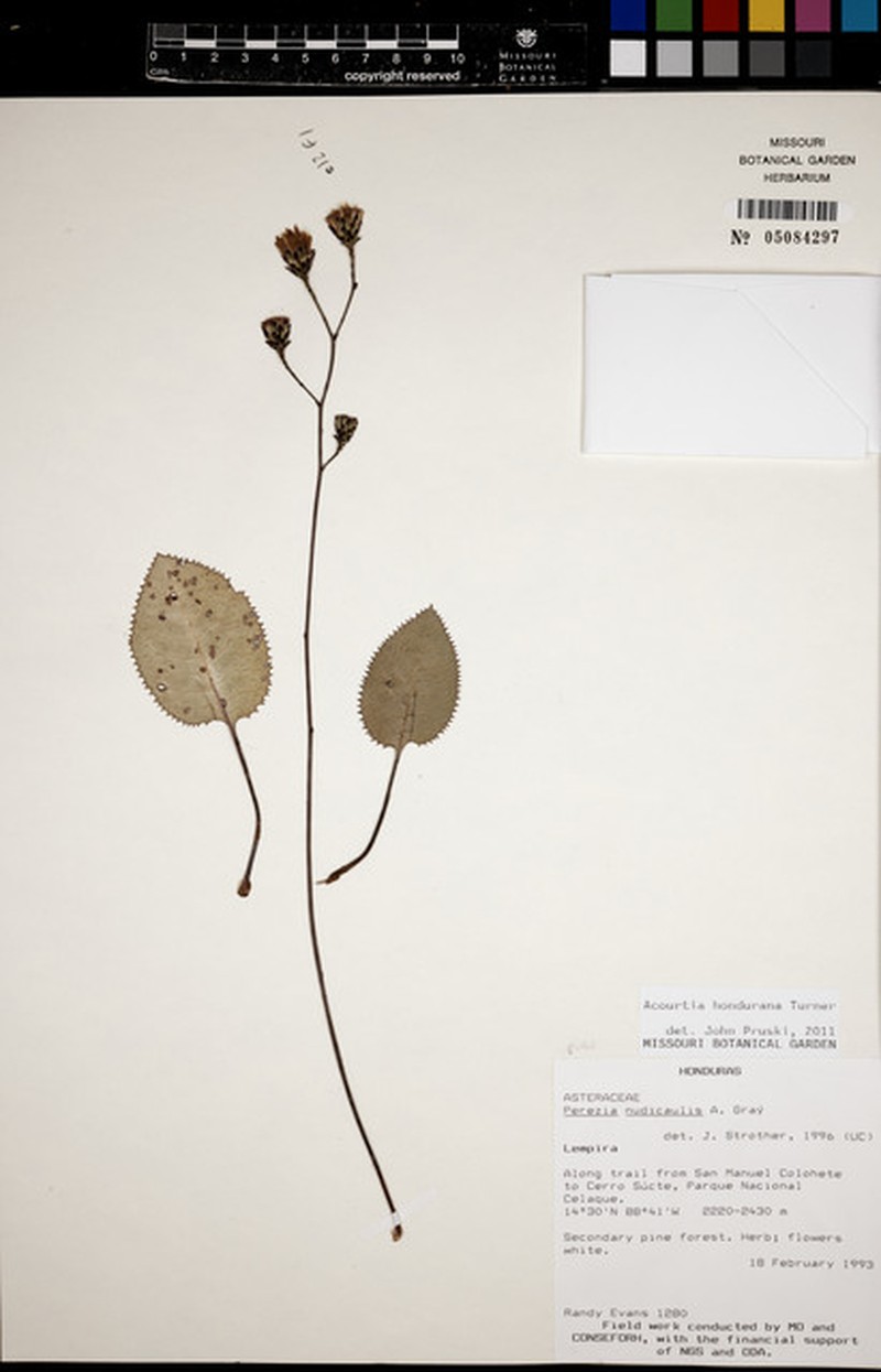 Acourtia hondurana