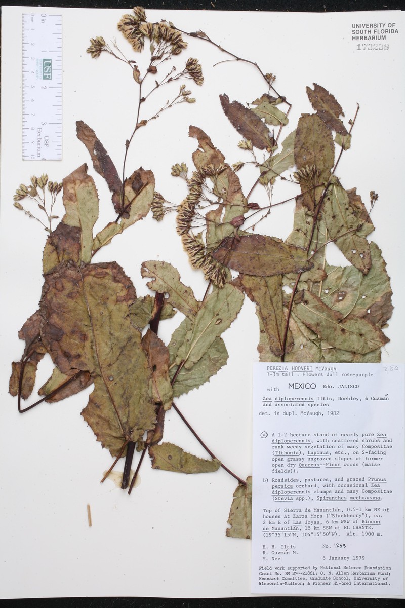 Acourtia hooveri