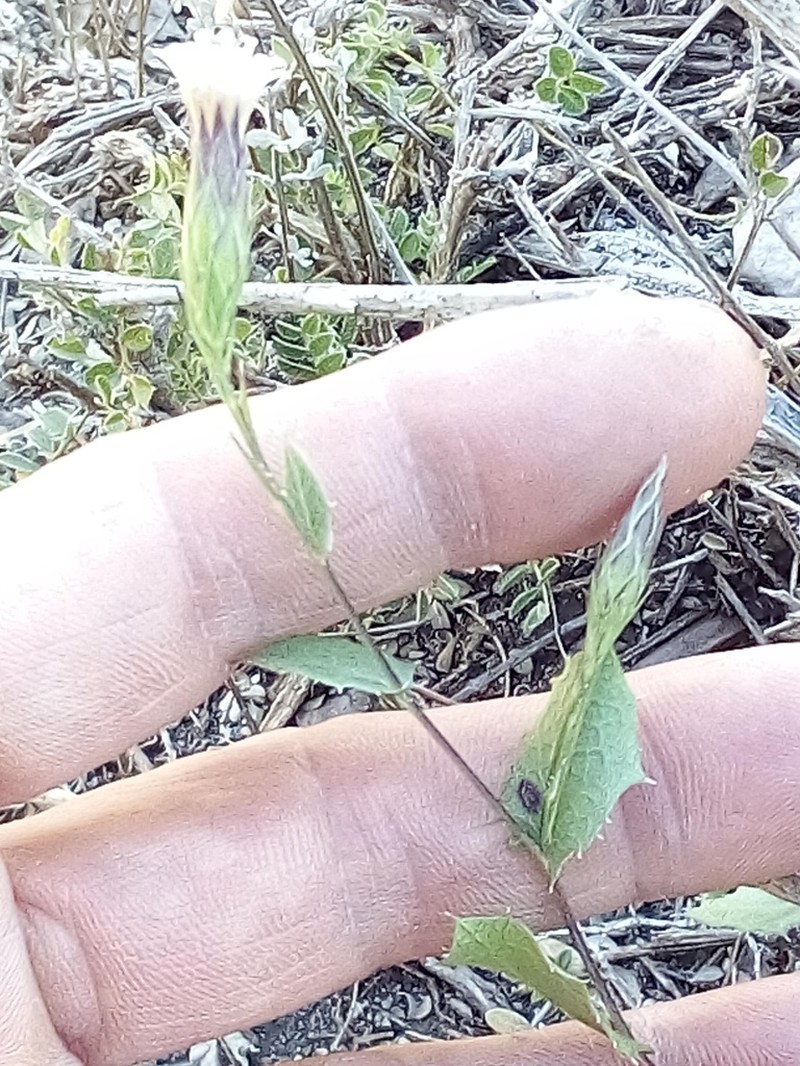 Acourtia huajuapana