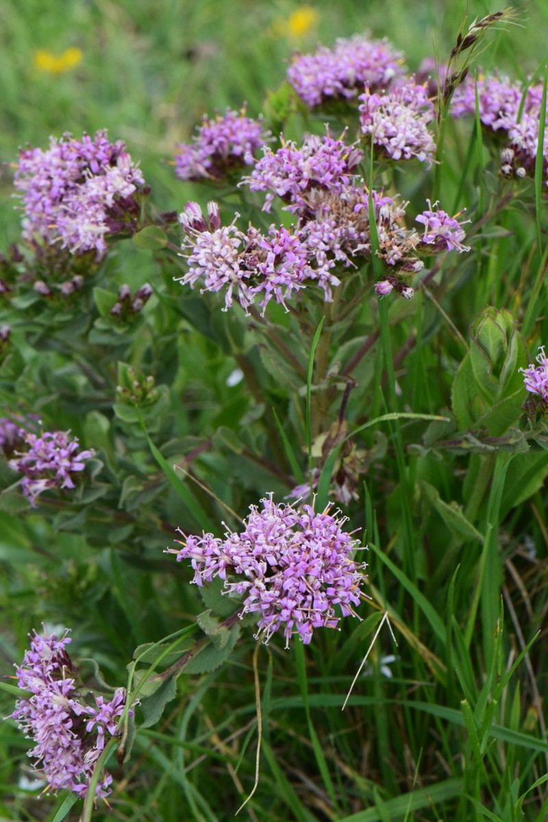 Acourtia humboldtii
