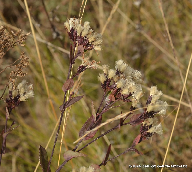Acourtia humboldtii photo 2