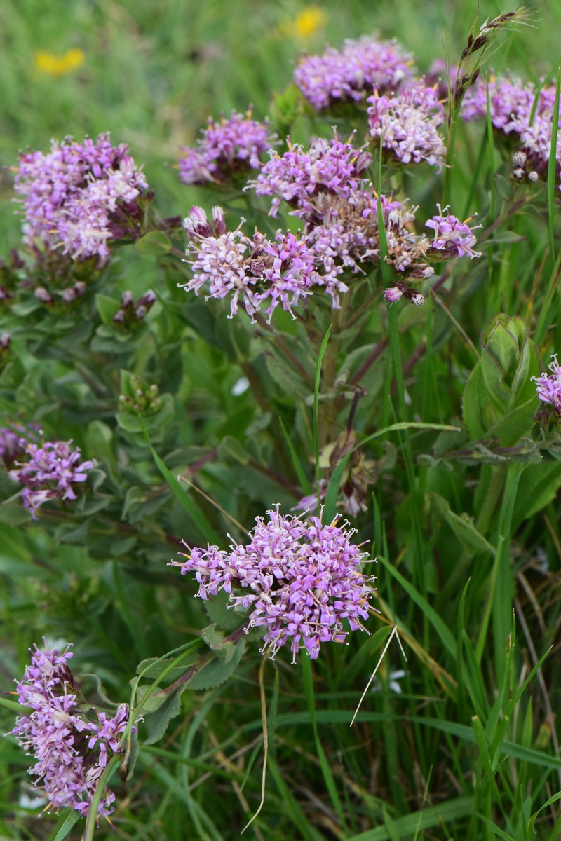 Acourtia humboldtii photo 4