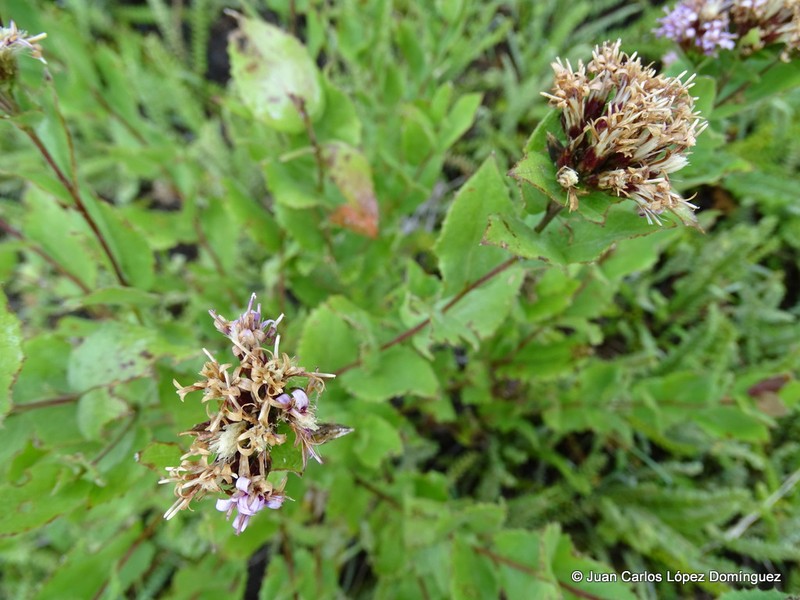 Acourtia humboldtii photo 5