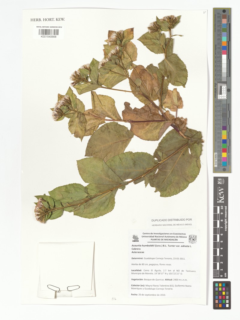Acourtia humboldtii photo 6