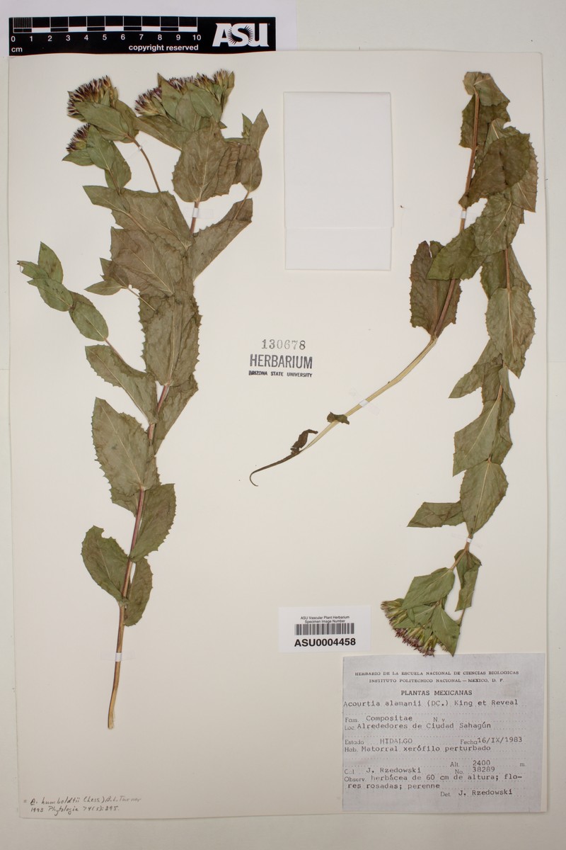 Acourtia humboldtii photo 7