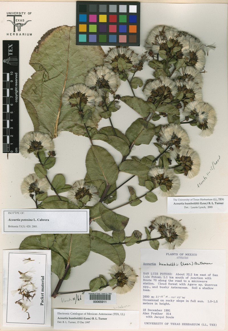 Acourtia humboldtii photo 8