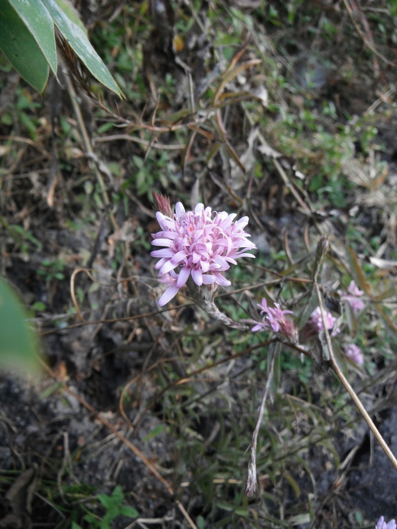 Acourtia lepidopoda photo 2