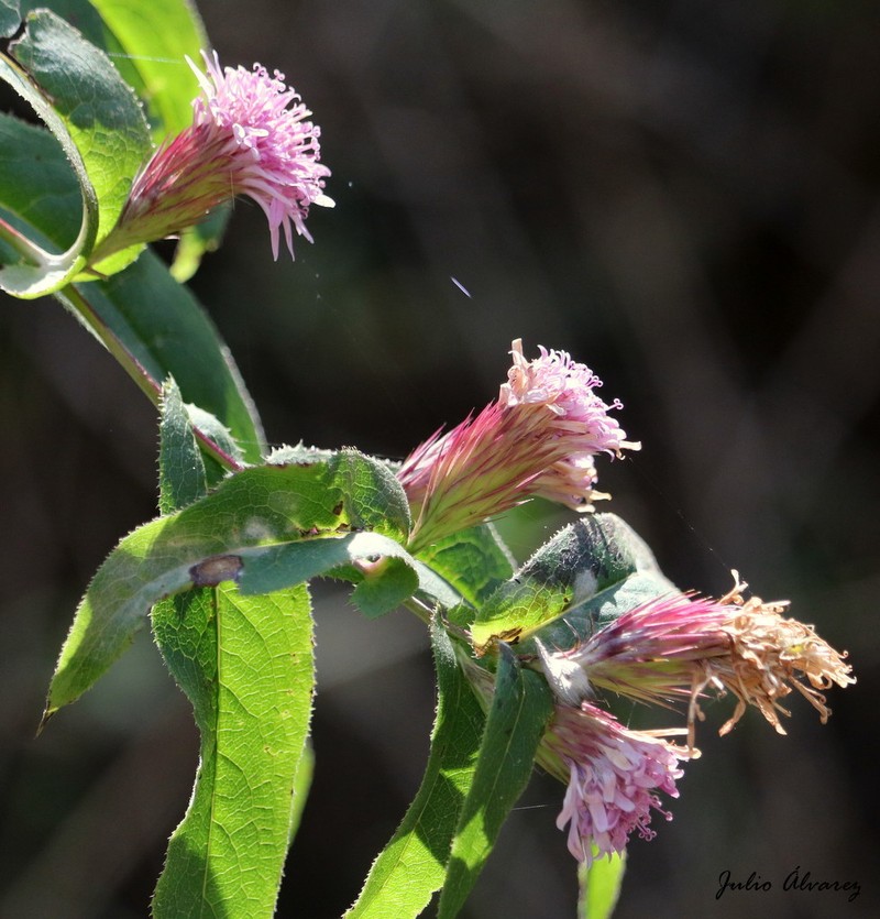 Acourtia longifolia