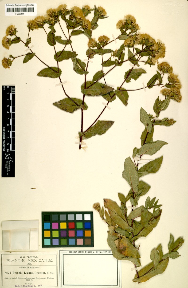 Acourtia lozanoi photo 8