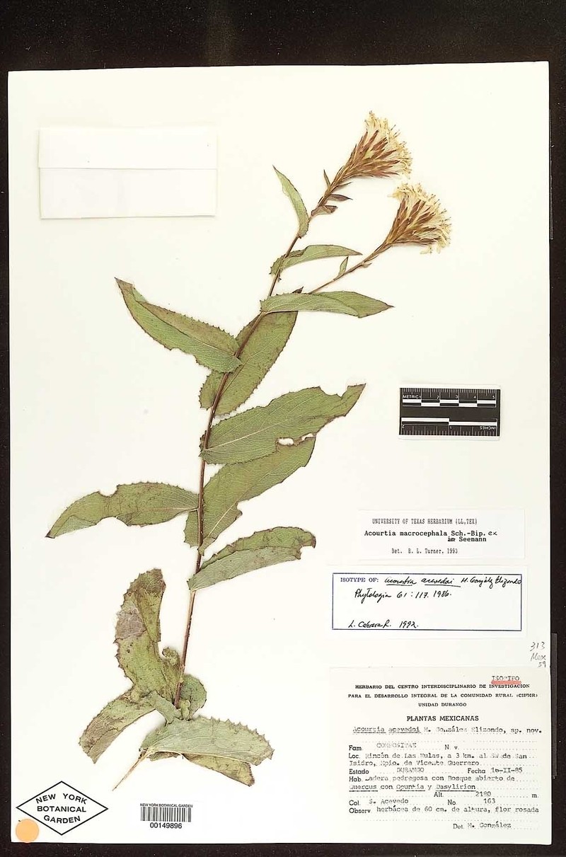 Acourtia macrocephala photo 3