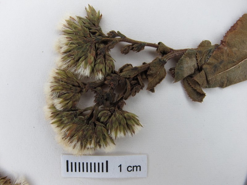 Acourtia macrocephala photo 4