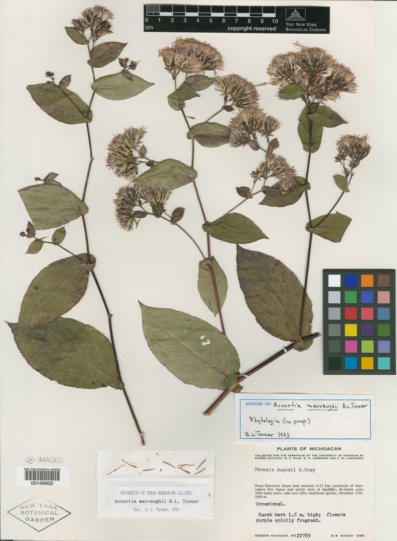 Acourtia macvaughii