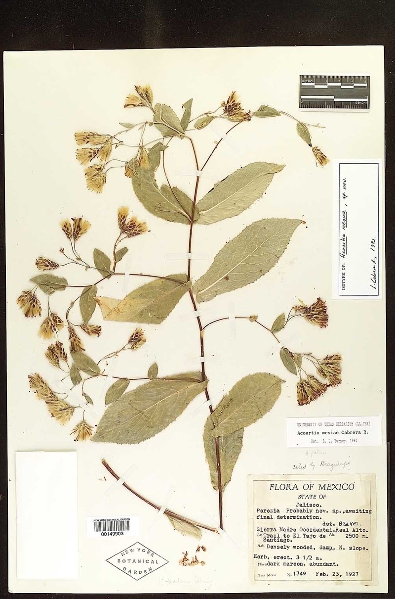 Acourtia mexiae