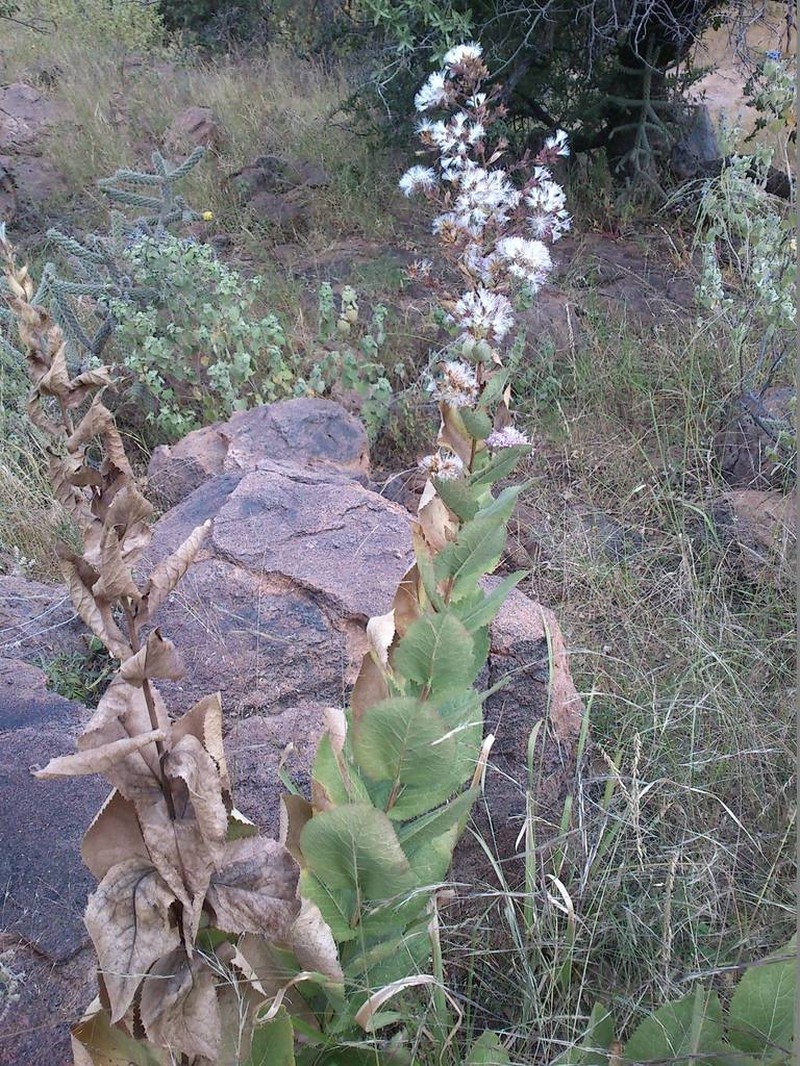 Acourtia mexicana