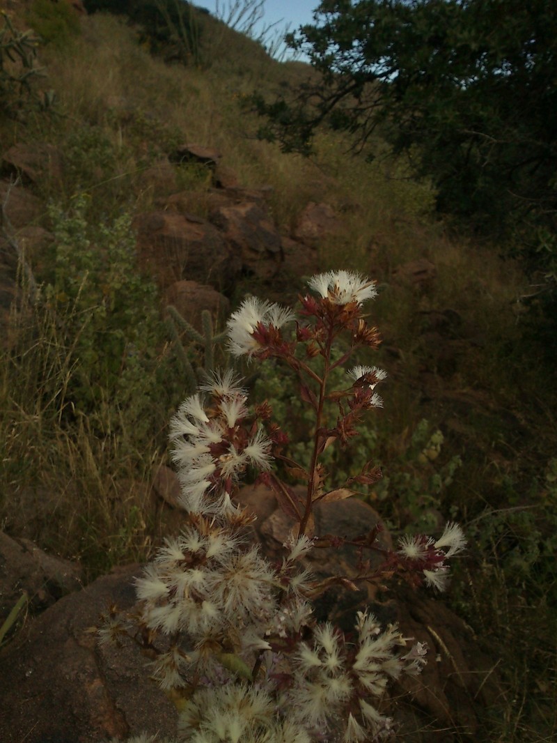 Acourtia mexicana photo 2