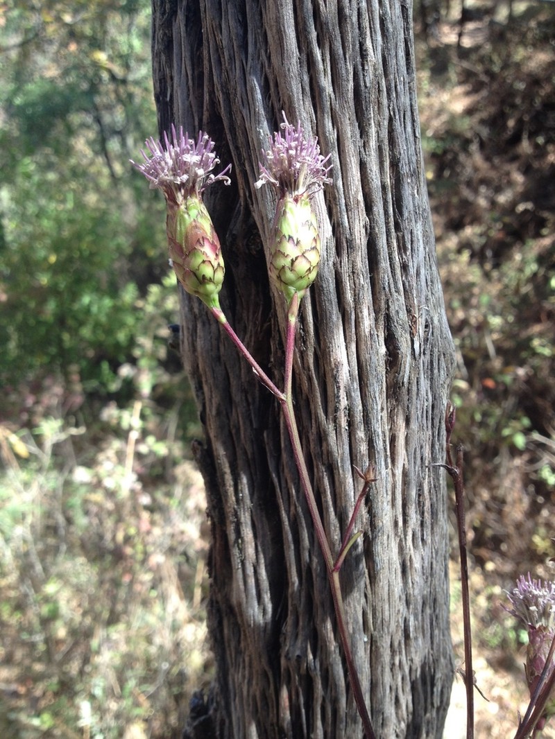 Acourtia michoacana