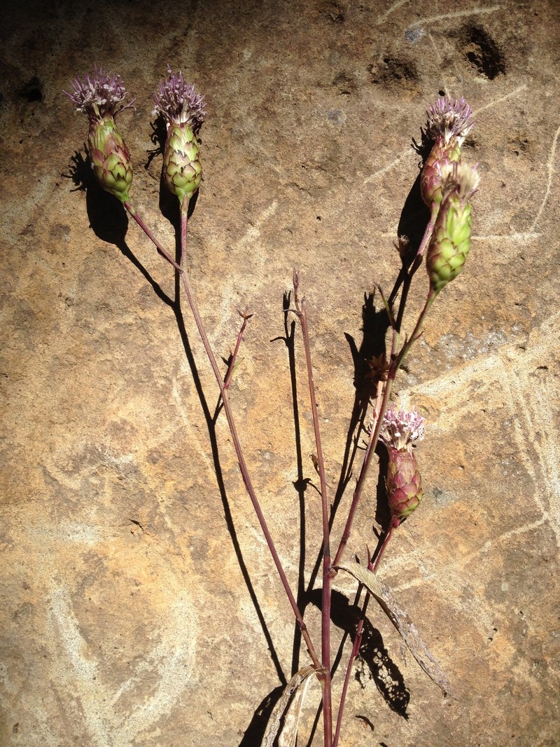 Acourtia michoacana photo 2